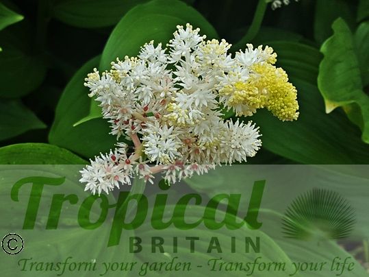 Maianthemum racemosum