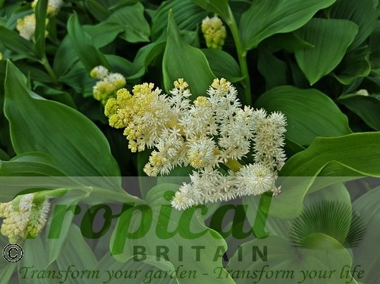 Maianthemum racemosum