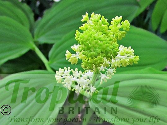 Maianthemum racemosum - buds on young plant