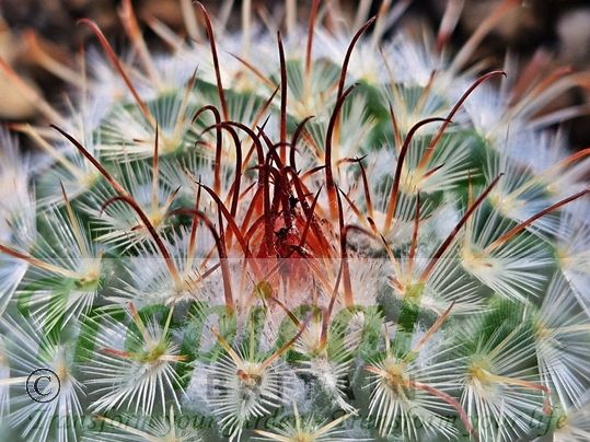 Mammillaria bombycina