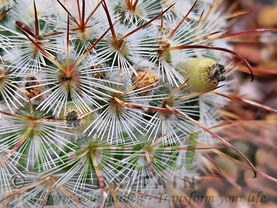 Mammillaria bombycina - seedpods
