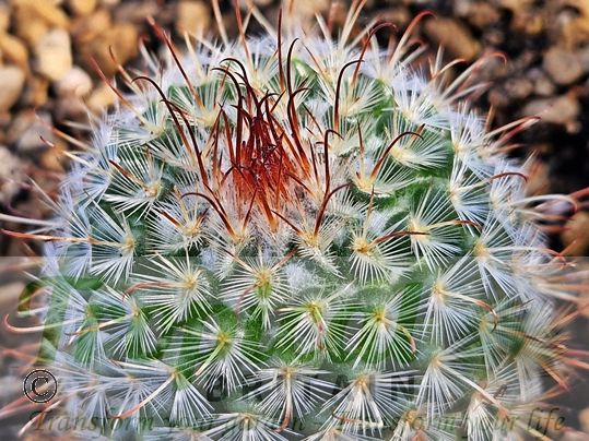 Mammillaria bombycina