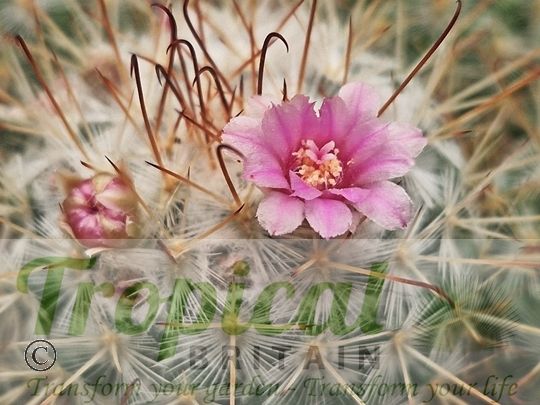 Mammillaria bombycina