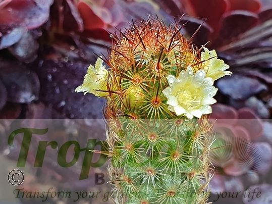 Mammillaria elongata