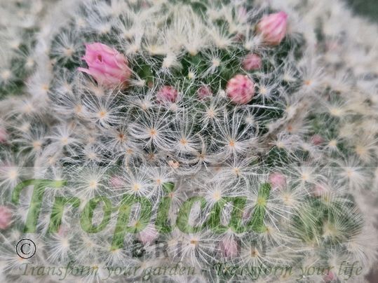 Mammillaria plumosa