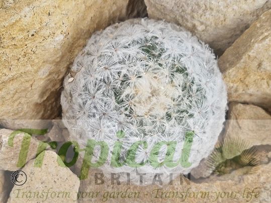 Mammillaria plumosa