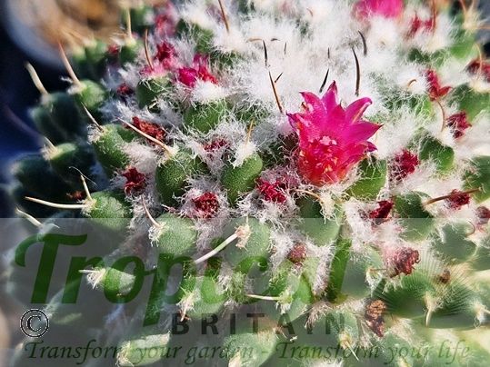 Mammillaria polythele 'Nuda'