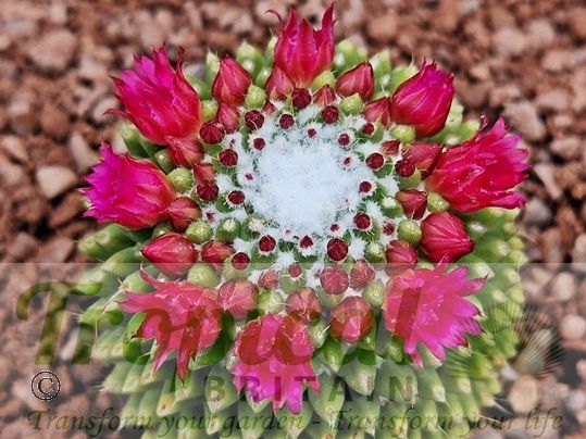 Mammillaria polythele 'Nuda'