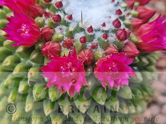 Mammillaria polythele 'Nuda'