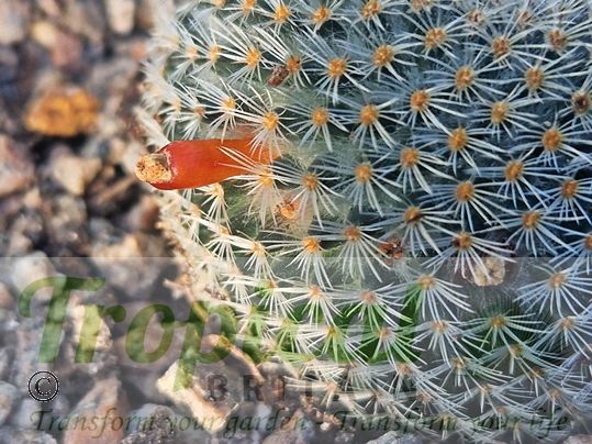 Mammillaria supertexta