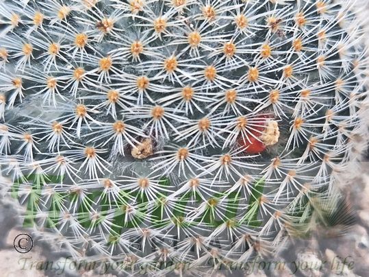 Mammillaria supertexta