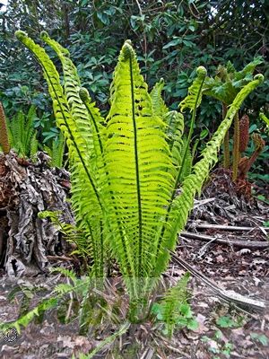 Shuttlecock fern store