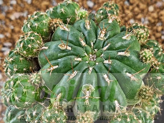 Matucana aurantiaca subsp. polzii