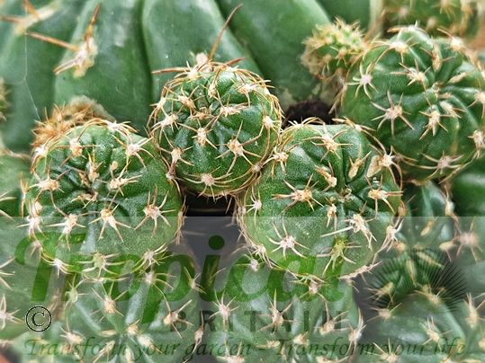 Matucana aurantiaca subsp. polzii
