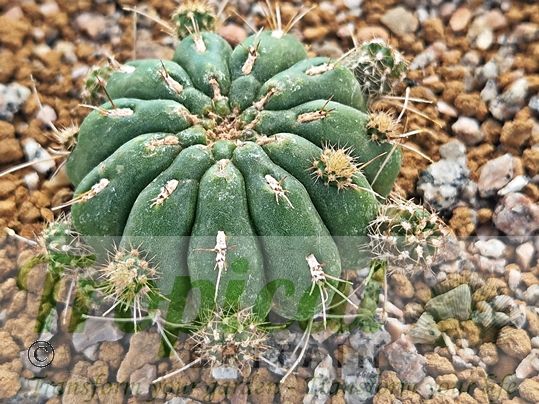 Matucana aurantiaca subsp. polzii