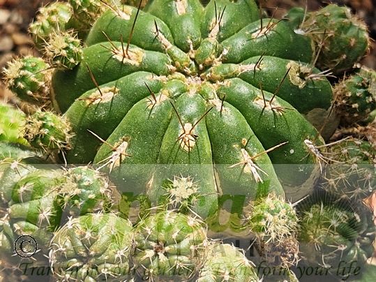 Matucana aurantiaca subsp. polzii