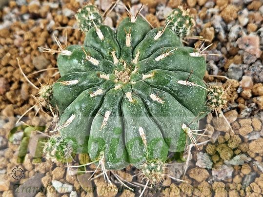 Matucana aurantiaca subsp. polzii
