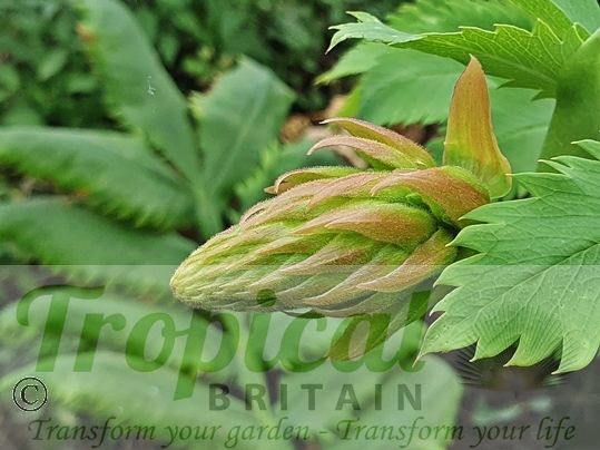 Melianthus major - emerging inflorescence