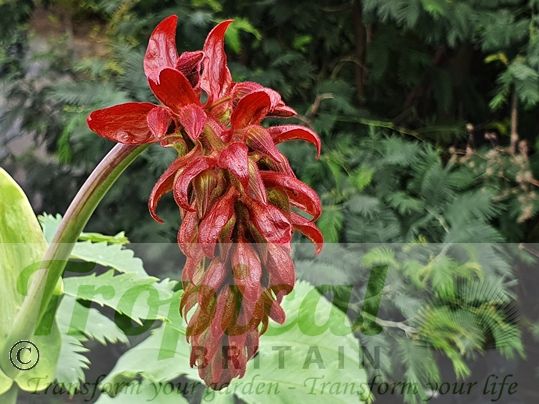 Melianthus major - inflorescence