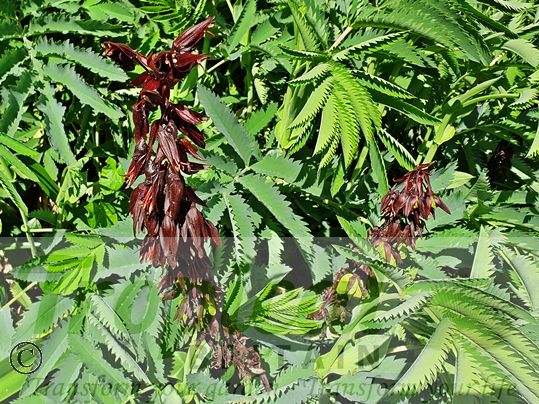 Melianthus major - flowering