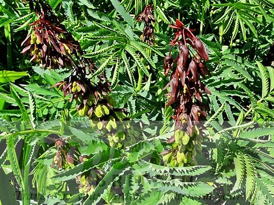Melianthus major - flowering