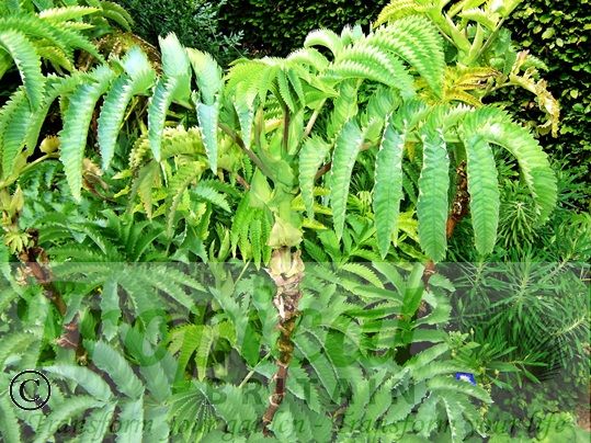 Melianthus major