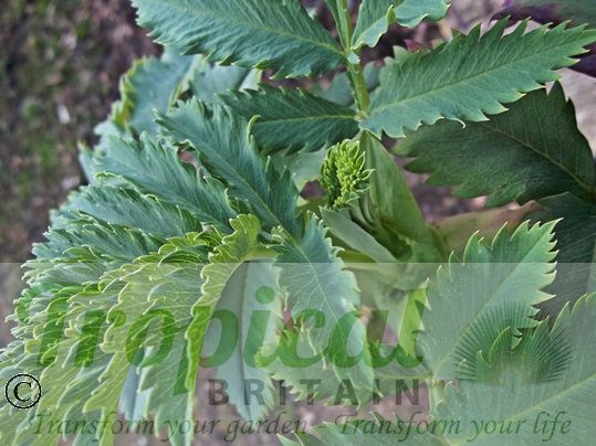 Melianthus major