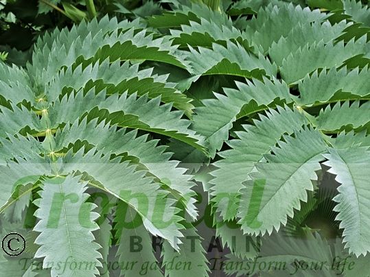 Melianthus major