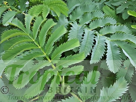 Melianthus major