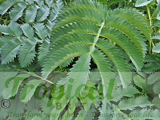 Melianthus major