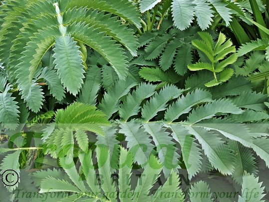 Melianthus major