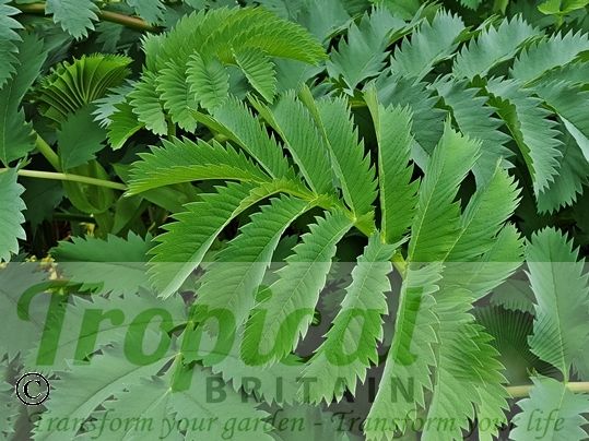 Melianthus major