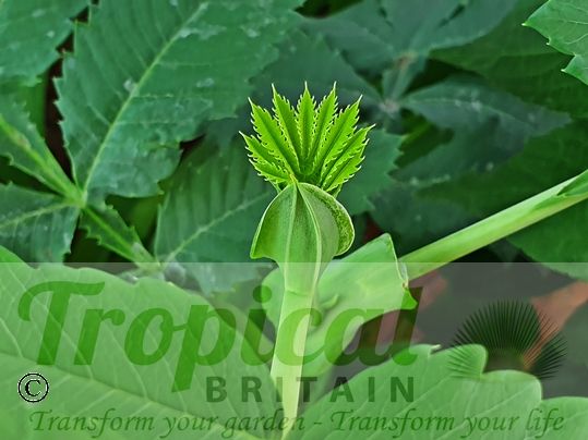 Melianthus major