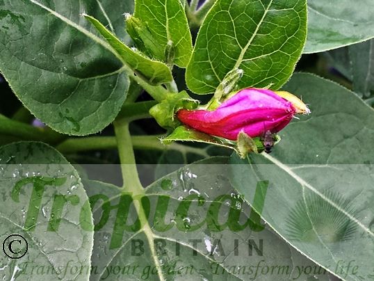 Mirabilis jalapa
