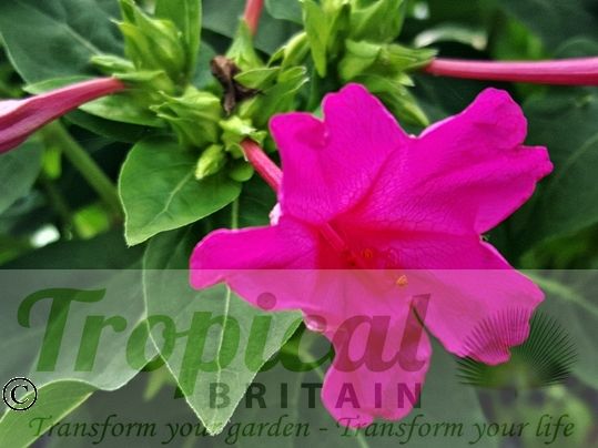 Mirabilis jalapa