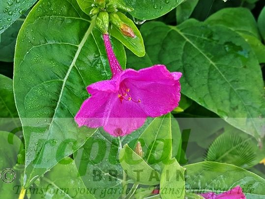 Mirabilis jalapa