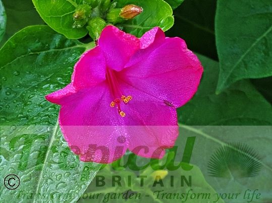 Mirabilis jalapa