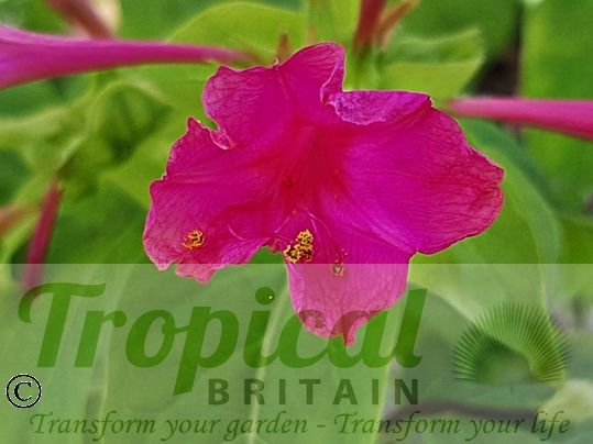 Mirabilis jalapa