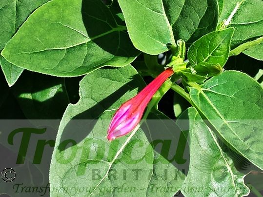 Mirabilis jalapa