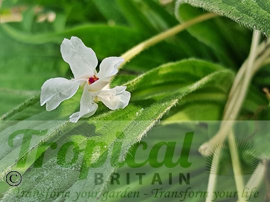 Mirabilis longiflora