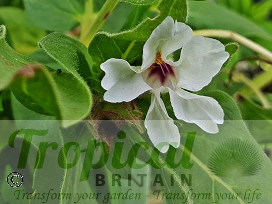 Mirabilis longiflora