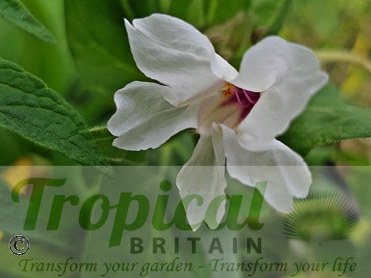 Mirabilis longiflora