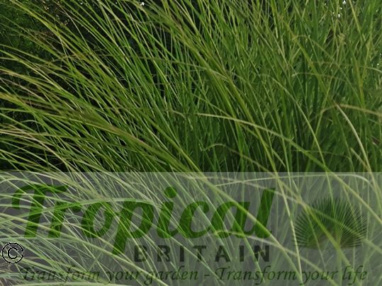 Miscanthus sinensis 'Ferner Osten'