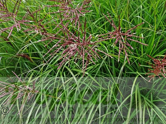Miscanthus sinensis 'Ferner Osten'
