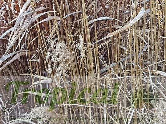 Miscanthus sinensis 'Ferner Osten'