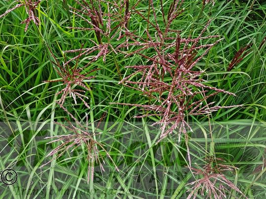 Miscanthus sinensis 'Ferner Osten'