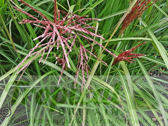 Miscanthus sinensis 'Morning Light'