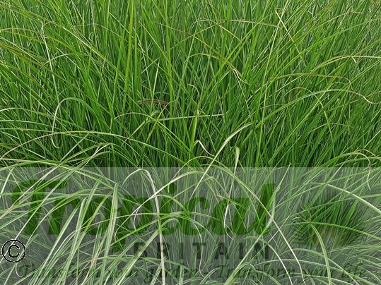 Miscanthus sinensis 'Morning Light'
