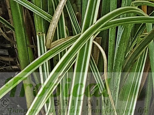 Miscanthus sinensis 'Morning Light'