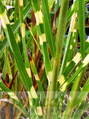 Miscanthus sinensis 'Zebrinus'